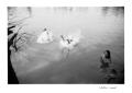 Vodn� radov�nky
